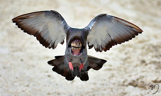 snygo_files-008-bigmouthbirds