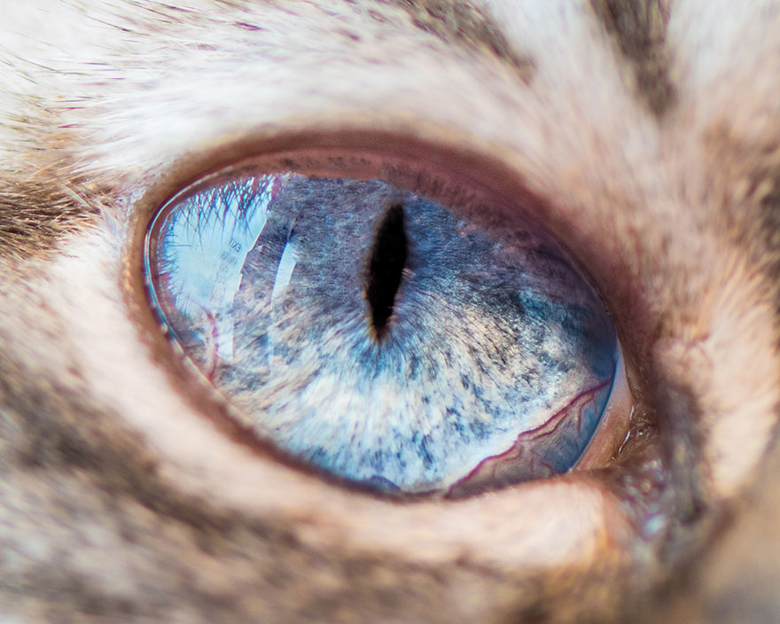 15-Macro-Shots-of-Cat-Eyes10__880