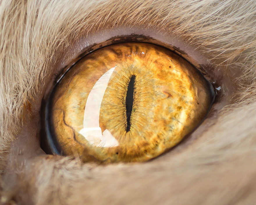 15-Macro-Shots-of-Cat-Eyes13__880