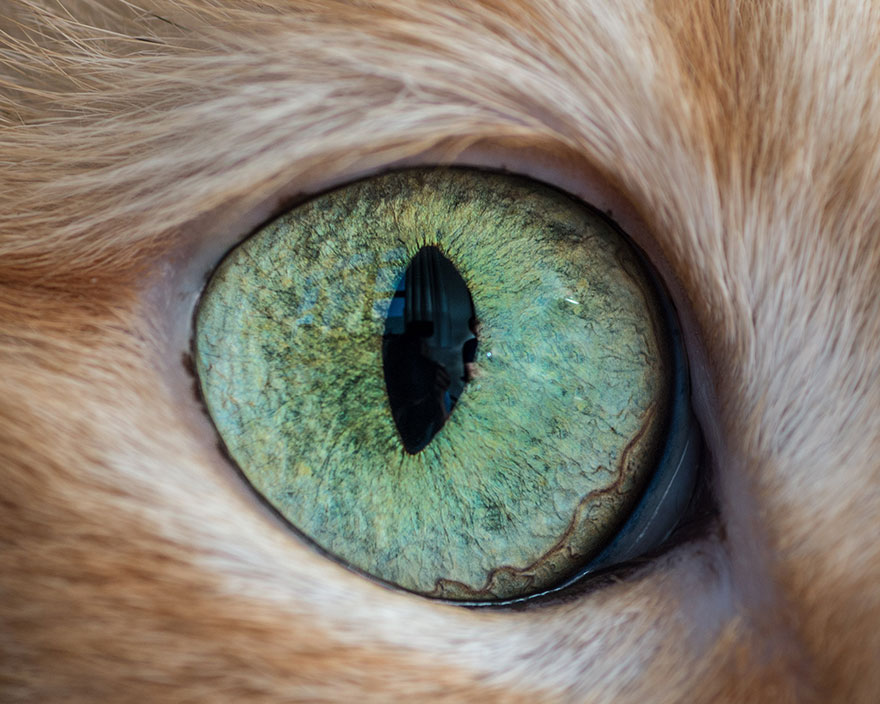 15-Macro-Shots-of-Cat-Eyes14__880