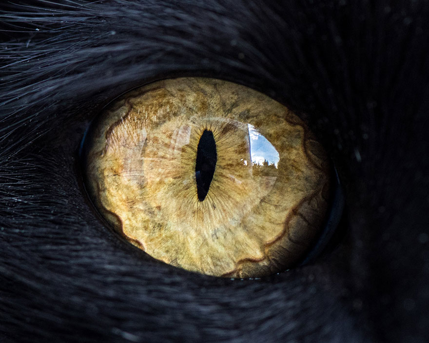 15-Macro-Shots-of-Cat-Eyes5__880