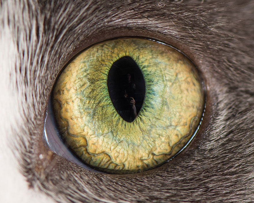 15-Macro-Shots-of-Cat-Eyes8__880