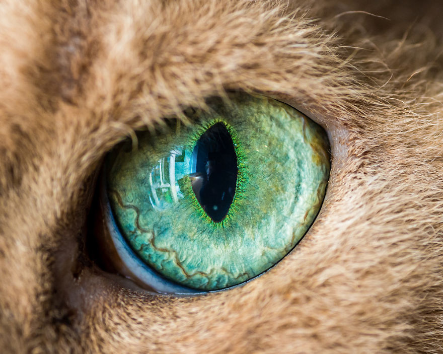 I-Take-Hypnotizing-Macro-Shots-Of-Cats-Eyes-Up-Close__880